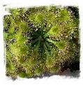 Drosera capillaris {Ilha do Cardoso, SP, Brazil} / 2+ plants