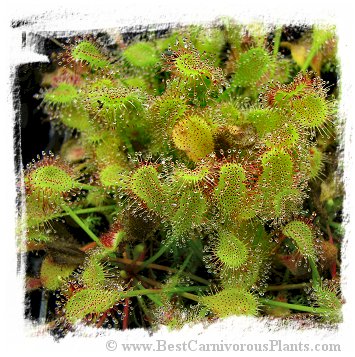 Drosera collinsiae {Fary Land, South Africa} (20s)