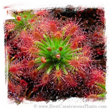 Drosera enodes {Big Form} / 4+ plants