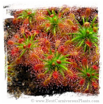 Drosera enodes {Big Form} / 4+ plants