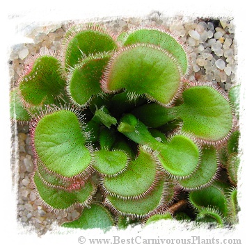 Drosera falconeri {white flw., Palmerston, NT, Australia} / 2+ plants