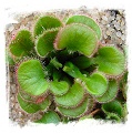 Drosera falconeri {white flw., Palmerston, NT, Australia} / 2+ plants