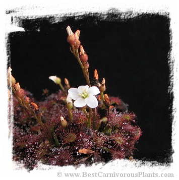 Drosera felix {Tuku Muruku, Gran Sabana} / 2+ plants