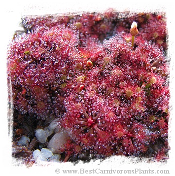 Drosera felix {Tuku Muruku, Gran Sabana} / 2+ plants