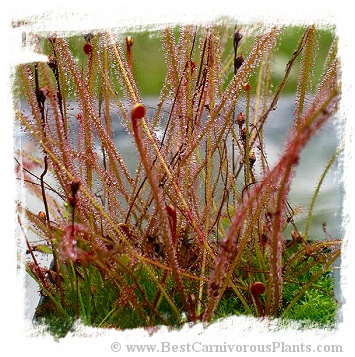 Drosera filiformis {all red, north of Greenhead, Washington Co., Fla.} / 2+ plants