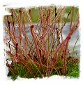 Drosera filiformis {all red, north of Greenhead, Washington Co., Fla.} / 2+ plants