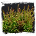 Drosera filiformis {Plymouth, Massachusetts, USA} / 2+ plants