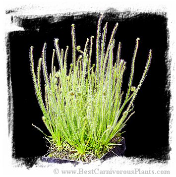 Drosera filiformis var. tracyi {white flower} / 2+ plants