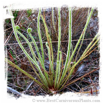 Drosera filiformis var. tracyi {white flower} / 2+ plants