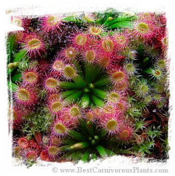 Drosera fulva {clone 8, east of Girraween Lagoon, N.T.} / 1+ plants