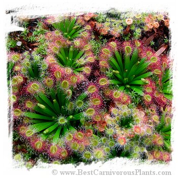 Drosera fulva {clone 2, east of Girraween Lagoon, N.T.} / 1+ plants