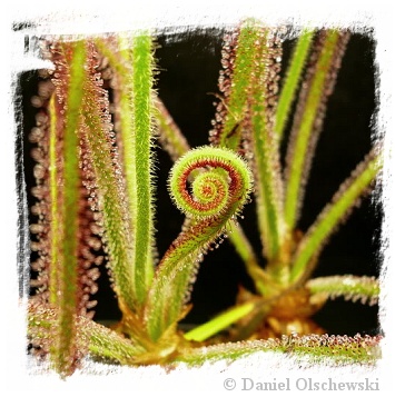 Drosera spiralis {Giant, Itacambira, Brazil} / 1+ plants