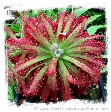 Drosera graomogolensis {Itacambira, MG, Brazil} / 2+ plants