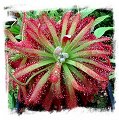 Drosera graomogolensis {Itacambira, MG, Brazil} / 2+ plants