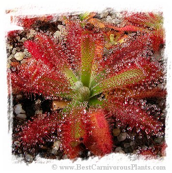 Drosera graomogolensis {Itacambira, MG, Brazil} / 2+ plants