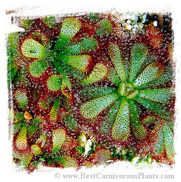 Drosera hamiltonii / 2+ plant