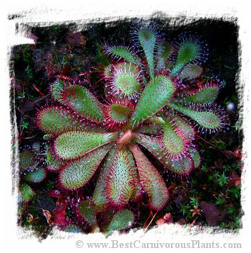 Drosera hamiltonii / 2+ plant