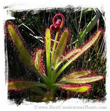 Drosera hilaris {Table Mountain, SA} / 2+ plants