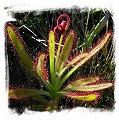 Drosera hilaris {Table Mountain, SA} / 2+ plants