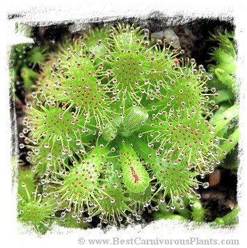 Drosera hirticalyx {Cerro Marahuaca} / 1+ plants