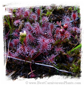 Drosera intermedia {temperate form, Southern Bohemia, Czech Republic} (30s)