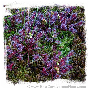 Drosera intermedia {temperate form, Poland} (30s)