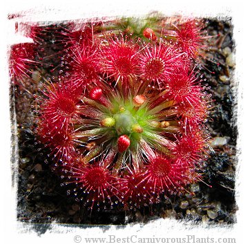 Drosera leucoblasta {Cranbrook, W.A} / 3+ plants