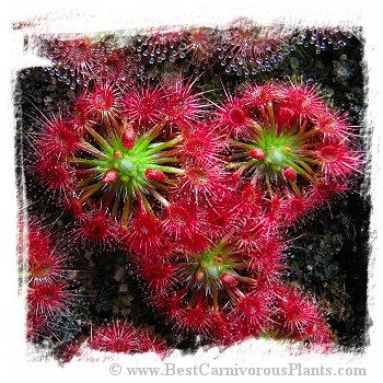 Drosera leucoblasta {Cranbrook, W.A} / 3+ plants