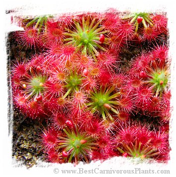 Drosera leucoblasta / 2 + plants