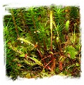 Drosera linearis {Dorcas Bay, Ontario, Canada} (20s)