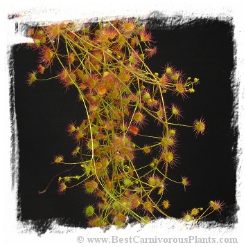 Drosera macrantha {Rock outcrop form} (10s)