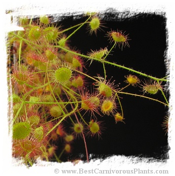 Drosera macrantha ssp. planchonii { South Australia, Australia} (15s)