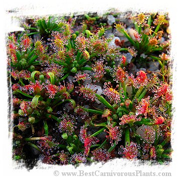 Drosera meristocaulis {Cerro Neblina, border Brazil-Venezuela} / 2+ plants