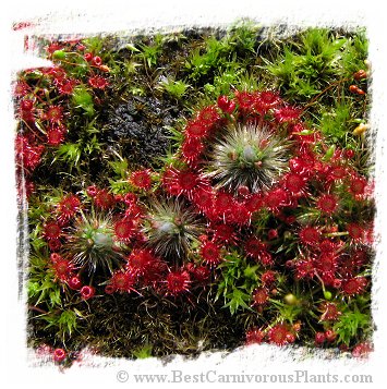 Drosera microscapa / 2+ plants