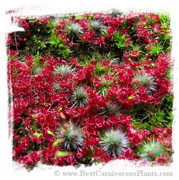 Drosera microscapa / 2+ plants