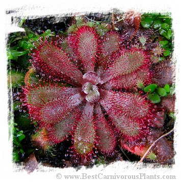 Drosera montana var. glabrata {slightly hairy scapes, Serra do Caraca, MG, Brazil} / 2+ plants