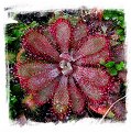 Drosera montana var. glabrata {slightly hairy scapes, Serra do Caraca, MG, Brazil} / 2+ plants