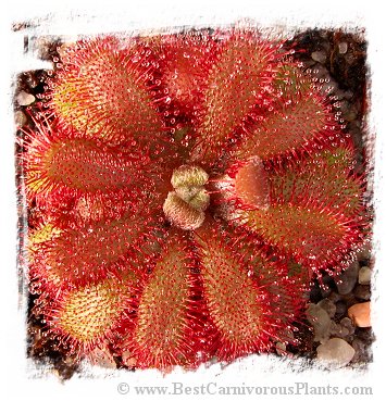 Drosera tomentosa {Morro do Jambeiro, Grao Mogol, MG, Brazil} / 2+ plants