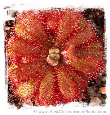 Drosera tomentosa {Morro do Jambeiro, Grao Mogol, MG, Brazil}  / 2+ plants