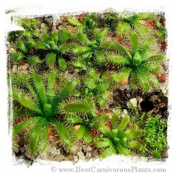 Drosera montana var. schwackei {Diamantina, Minas Gerais State, Brazil} / 2+ plants