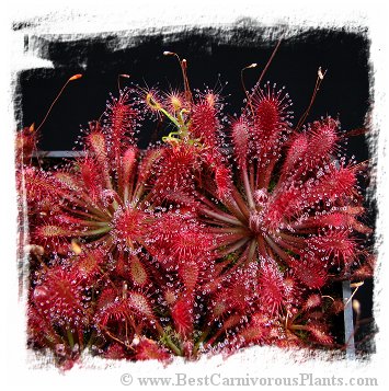 Drosera oblanceolata {true, Hong Kong} / 3+ plants