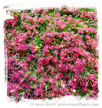 Drosera occidentalis subsp. occidentalis / 5+ plants