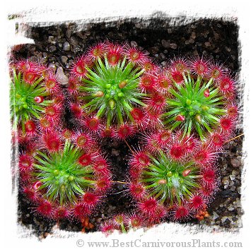 Drosera micrantha {Wannero, WA} / 4+ plants
