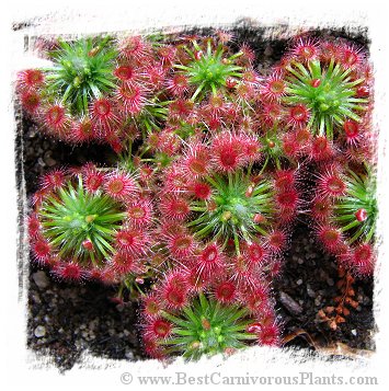 Drosera micrantha {Wannero, WA} / 4+ plants