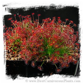 Drosera paradoxa {Lady Dreaming, Arnhemland, NT., Australia} / 2+ plants