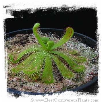 Drosera pauciflora (20s) 