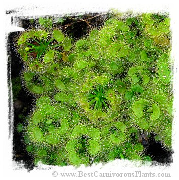 Drosera peltata {Saijo-cho, Higashihiroshima, Japan} / 2+ tubers