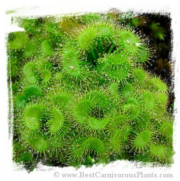 Drosera peltata {Saijo-cho, Higashihiroshima, Japan} / 2+ tubers