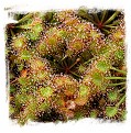 Drosera peltata {Madden, WA, Australia} / 2+ tubers
