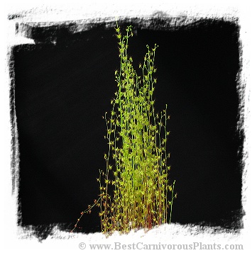 Drosera peltata var. gracilis {Anglesea, Vic., Australia} (15s)